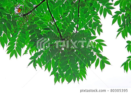 Fresh green of Goshi Park 80305395