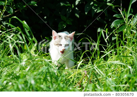 Warm season: Cute kitten brothers of stray cats play well Warm season: Cute kitten brothers of stray cats play well 80305670