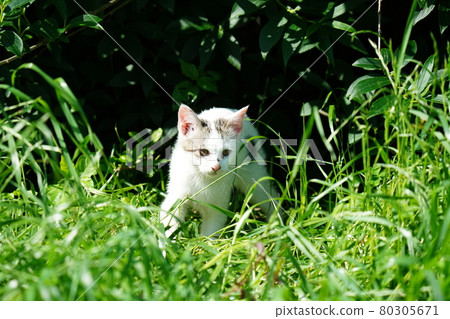 Warm season: Cute kitten brothers of stray cats play well Warm season: Cute kitten brothers of stray cats play well 80305671