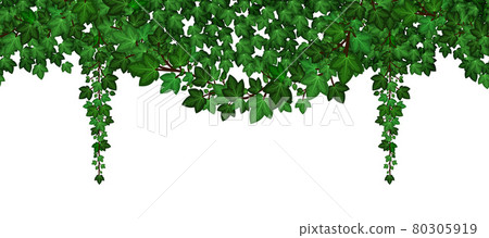 Ivy foliage garland. Green climbing and hanging ivy leaves and liana. Summer natural plant wall, repeat seamless pattern. Vector illustration 80305919