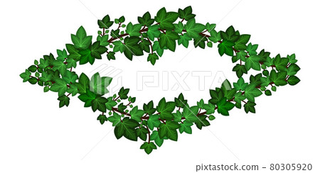 Green ivy wreath. Summer ivy climbing leaves branches, decorative  frame border. Isolated on white background. Vector illustration. 80305920