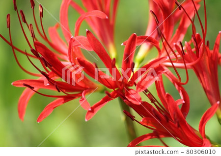 群集孤挺花 80306010