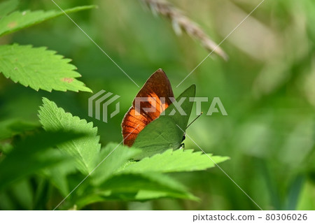 處女魚的男性 處女魚的男性 80306026