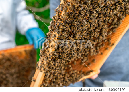wax frame in bee hive, honey production 80306191