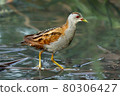 Bird -  Little Crake ( Zapornia parva )walks through the swamp in the reeds the summer evening. 80306427