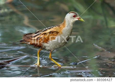 Bird -  Little Crake ( Zapornia parva )walks through the swamp in the reeds the summer evening. 80306427