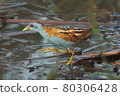 Bird -  Little Crake ( Zapornia parva )walks through the swamp in the reeds the summer evening. 80306428