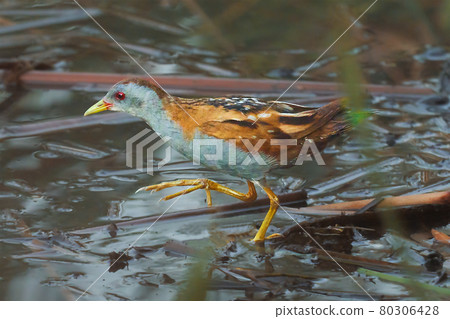 Bird - Little Crake ( Zapornia parva )walks through the swamp in the reeds the summer evening. Bird - Little Crake ( Zapornia parva )walks through the swamp in the reeds the summer evening. 80306428
