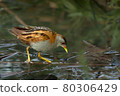 Bird -  Little Crake ( Zapornia parva )walks through the swamp in the reeds the summer evening. 80306429
