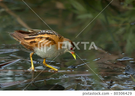 Bird - Little Crake ( Zapornia parva )walks through the swamp in the reeds the summer evening. Bird - Little Crake ( Zapornia parva )walks through the swamp in the reeds the summer evening. 80306429