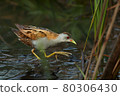 Bird -  Little Crake ( Zapornia parva )walks through the swamp in the reeds the summer evening. 80306430