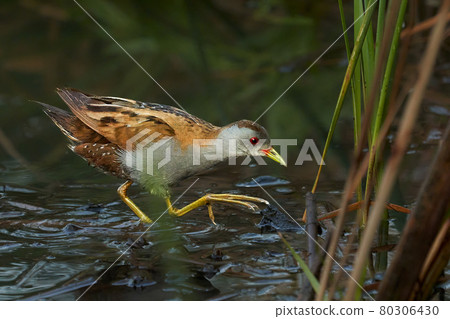Bird -  Little Crake ( Zapornia parva )walks through the swamp in the reeds the summer evening. 80306430