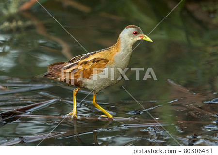 Bird -  Little Crake ( Zapornia parva )walks through the swamp in the reeds the summer evening. 80306431