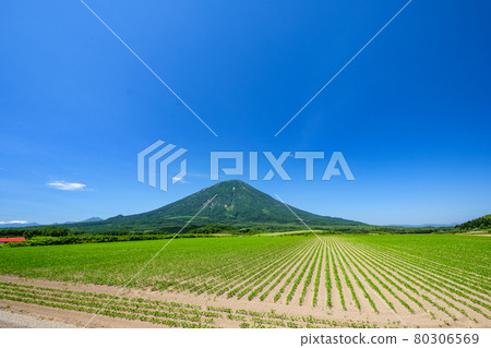Mt. Yotei and soybean field Mt. Yotei and soybean field 80306569