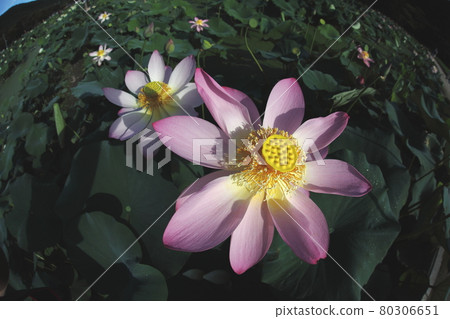 大開蓮花 80306651