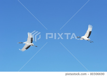 Two Japanese cranes flying in the blue sky (Tsurui, Hokkaido) 80306690