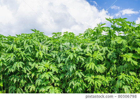 巨型豚草群 巨型豚草群 80306798