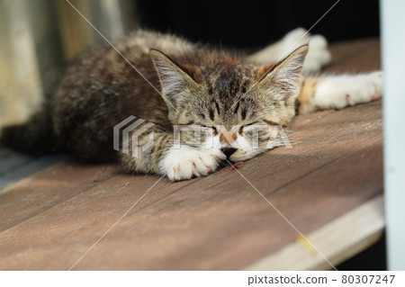 Kijitora Shirano Ryoneko's cute kitten sleeping face Kijitora Shirano Ryoneko's cute kitten sleeping face 80307247