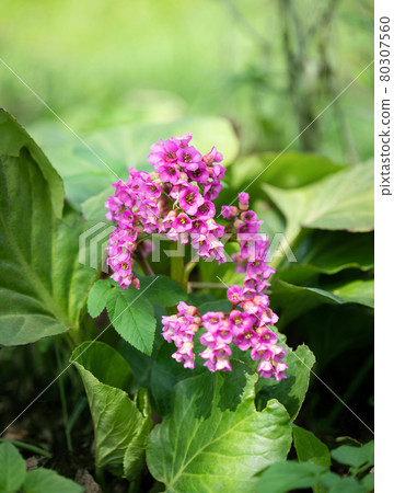 Pink bergenia flower on a green natural background. Leather bergenia or giant rockfoil in the garden closeup. Pink bergenia flower on a green natural background. Leather bergenia or giant rockfoil in the garden closeup. 80307560