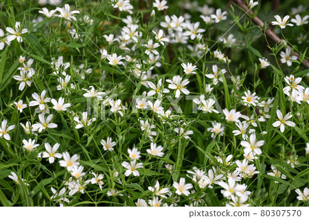 Stellaria holostea white flowers. Chickweed, stitchwort forest or meadow flowers on a green natural background. Stellaria holostea white flowers. Chickweed, stitchwort forest or meadow flowers on a green natural background. 80307570