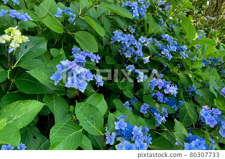 Blue hydrangea 80307733