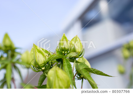 Titan Bikas 芽 80307766