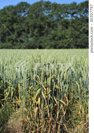 麥田 麥田 80307797