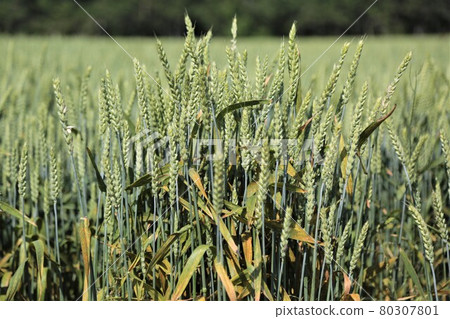 麥田 麥田 80307801