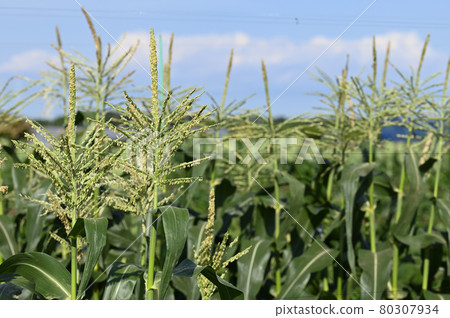 Corn field 80307934