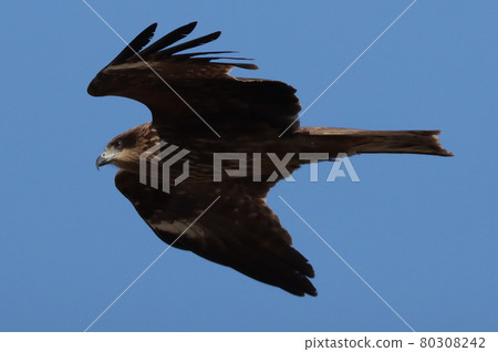 Grey-faced buzzard at Cape Irago 80308242
