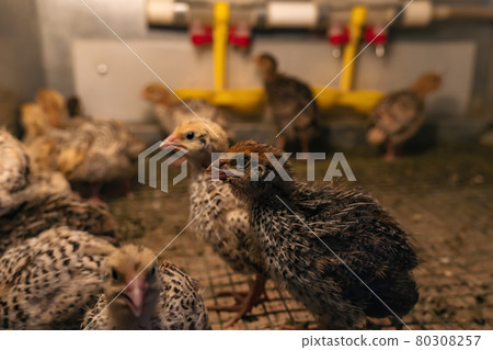 domestic quail baby chickens are kept in a brooder in a hen house, close-up domestic quail baby chickens are kept in a brooder in a hen house, close-up 80308257
