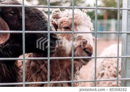 Two sheep look through the netting of the corral at the farm, portrait. Mammals are in the zoo. Hungry animals. Selective focus. Two sheep look through the netting of the corral at the farm, portrait. Mammals are in the zoo. Hungry animals. Selective focus. 80308282