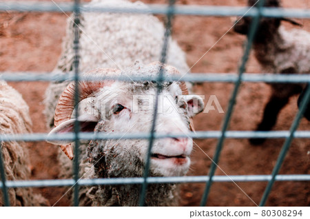 The white sheep looks across the paddock at the farm and smiles.Mammals in the zoo. Selective focus. The white sheep looks across the paddock at the farm and smiles.Mammals in the zoo. Selective focus. 80308294