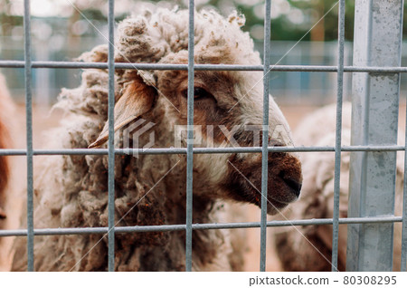 Sheep in a cage, portrait. Mammals are in the zoo. Hungry animals. Selective focus. Sheep in a cage, portrait. Mammals are in the zoo. Hungry animals. Selective focus. 80308295