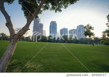 Alley with green lawn and trees in the Zabeel park 80308317