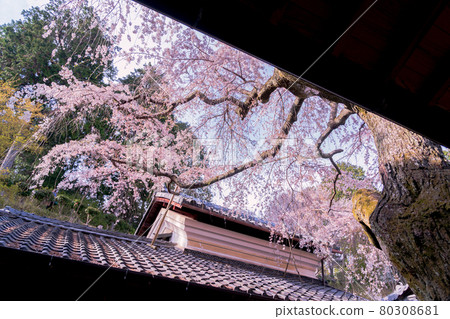 Photographing the cherry blossoms at Jurinji Temple in Oharano, Nishikyo-ku, Kyoto Photographing the cherry blossoms at Jurinji Temple in Oharano, Nishikyo-ku, Kyoto 80308681