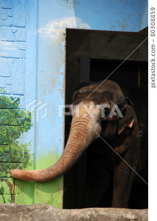 elephant 80308859