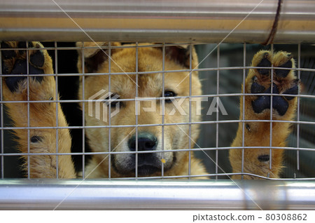 dog 80308862