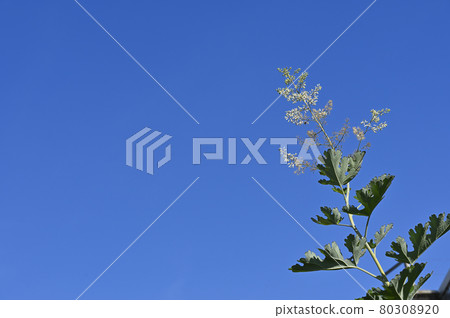 Macleaya cordata 80308920