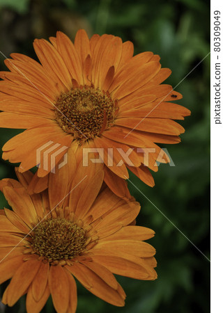 Close up of a beautiful gerbera flower 80309049