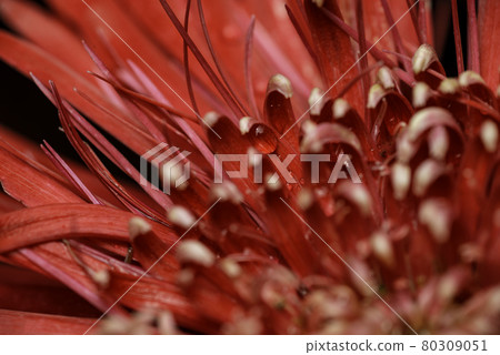 Close up of a beautiful gerbera flower 80309051