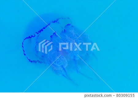 Purple large jellyfish close-up swims under blue clear clean seawater background 80309155
