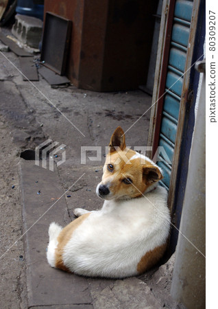 puppy puppy 80309207