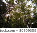 Forest bathing 80309359