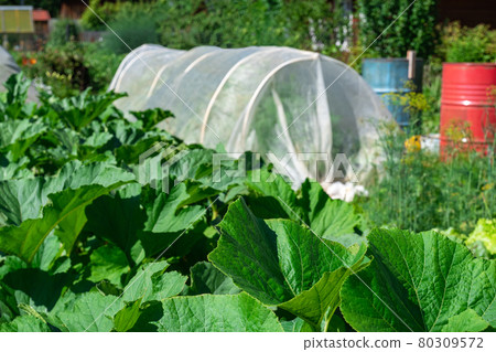 garden bed with squashes on the background of a vegetable garden with a polytunnel 80309572