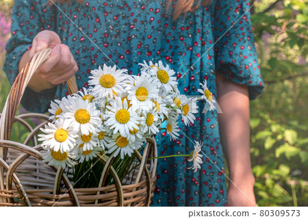 basket of chamomiles in the hands of a woman in a traditional peasant dress 80309573