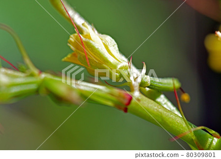 Moroheiya's flower 80309801