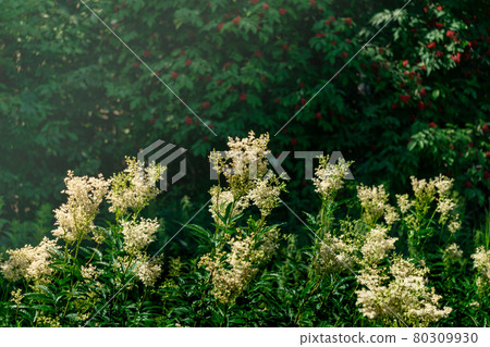 meadowsweet inflorescences against the background of blurred shady foliage and berries 80309930