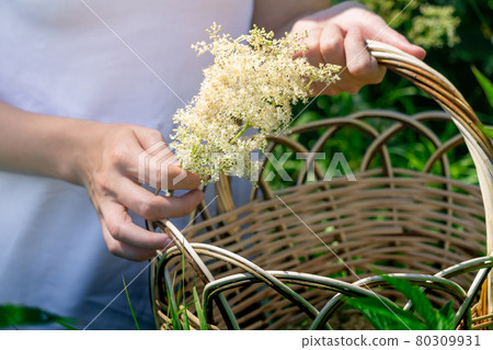 young woman herbalist gathers meadowsweet inflorescences in a basket, hands close-up 80309931