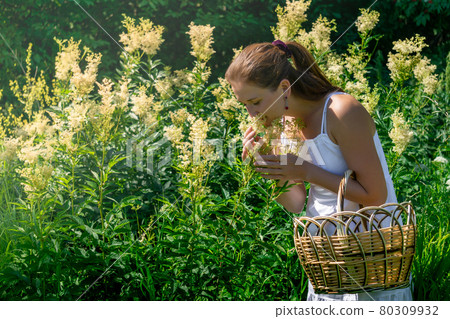 young woman herbalist inhales the aroma of meadowsweet during her harvest 80309932